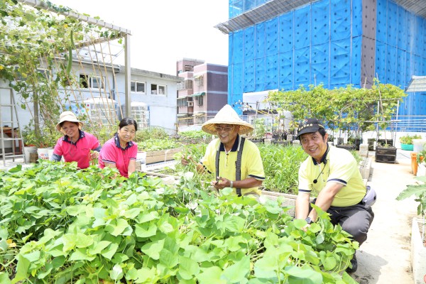 鶯歌東鶯里活動中心的屋頂農場成果與里民一起分享 600